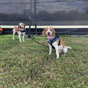 Meet your Posher, the Torres-C